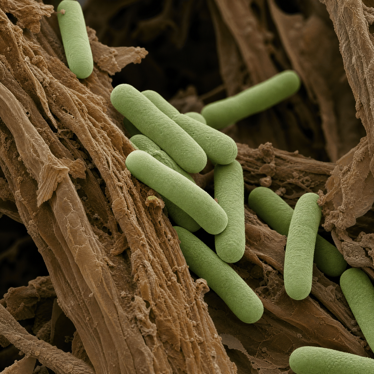 Your gut microbes take over.